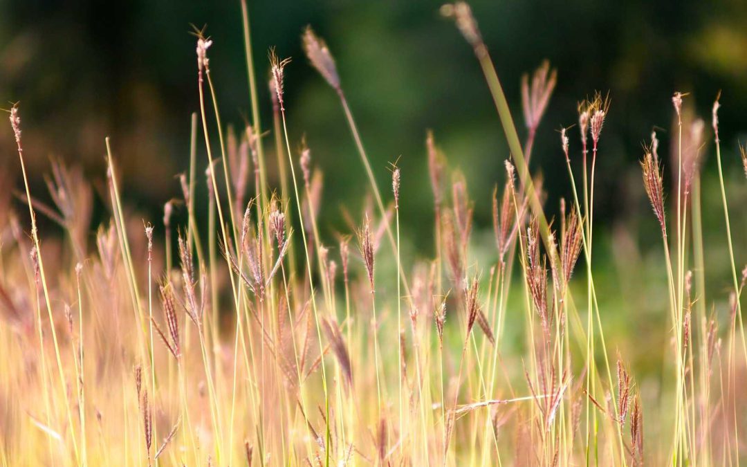 Impedit odit nulla est quo